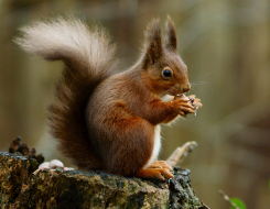 Red Squirrel Animal
