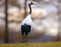 China Bird