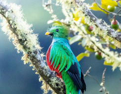 Guatemala Bird