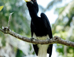 Malaysia Bird