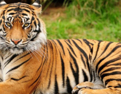Royal Bengal Tiger Animal