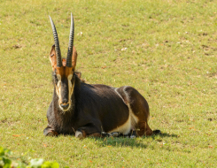 Sable Antelope Animal