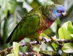 Saint Lucia Bird