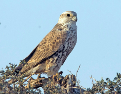 Mongolia Bird