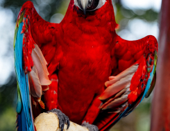 Honduras Bird