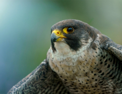 Pakistan Bird