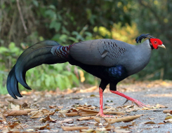 Thailand Bird