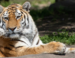 Siberian Tiger Animal