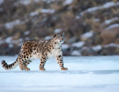 Snow Leopard