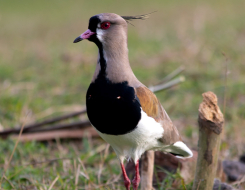 Uruguay Bird