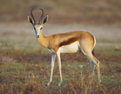 Springbok Animal
