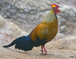 Sri Lanka Bird
