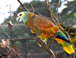 Saint Vincent and the Grenadines Bird