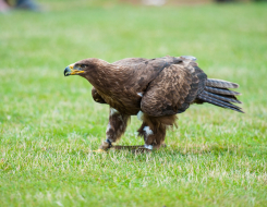 Egypt Bird