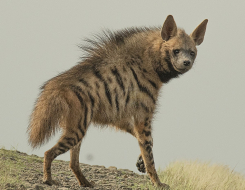 Striped Hyena Animal