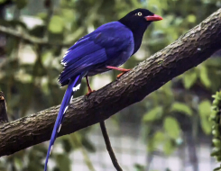 Taiwan Bird