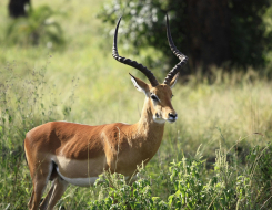 Thomson's Gazelle Animal