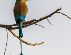 Nicaragua Bird