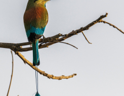 El Salvador Bird