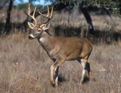 White-Tailed Deer Animal