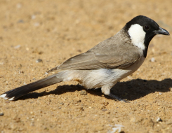 Bahrain Bird