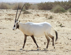 White Oryx Animal