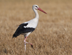 Ukraine Bird