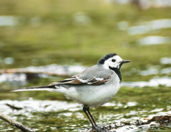 Latvia Bird