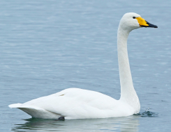 Finland Bird