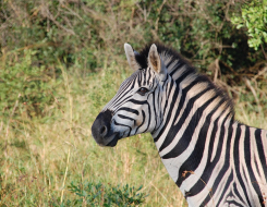 Zebra