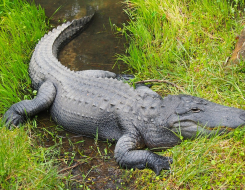 Alligator