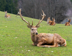 Fallow Deer Animal