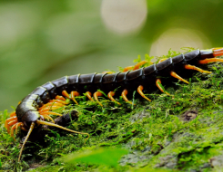 Top Speed of a Giant Centipede