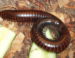 Giant African Millipede