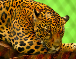 Jaguar