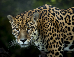 Jaguar Animal