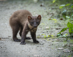 Marten Animal