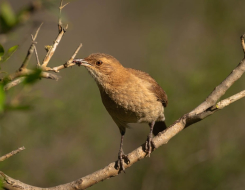 Argentina Bird