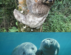 West Indian Manatee, Sloth