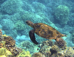 Turtle