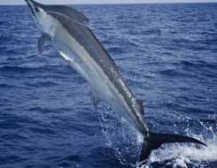 Black Marlin