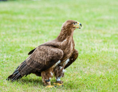 Golden Eagle