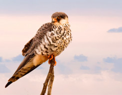 Peregrine Falcon