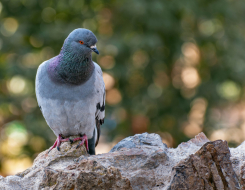 Top Speed of Rock Dove Pigeon 