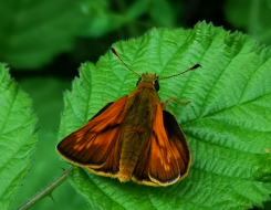 Skipper Butterfly