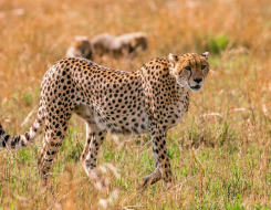 Top Speed of a Cheetah