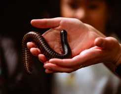  Giant African Millipese