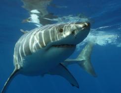Top Speed of a Great White Shark