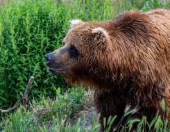 Top Speed of a Grizzly Bear