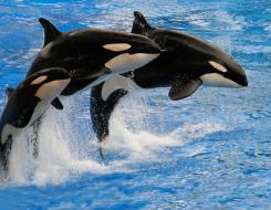 Top Speed of an Orca (Killer Whale)
